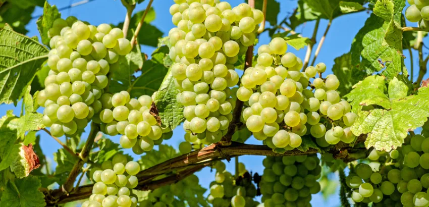 uva verdil uva verdil