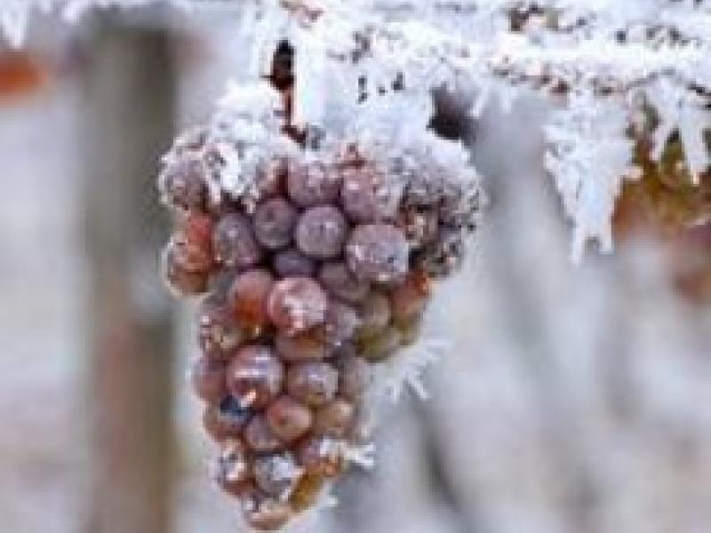 El Vino del hielo en los Terroir extremos