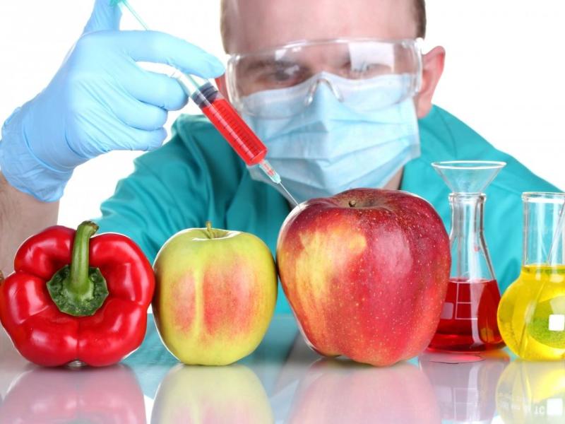 alimentos transgénicos
