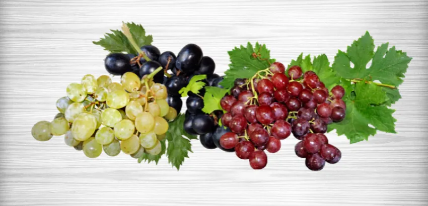 Uvas nobles Uvas nobles