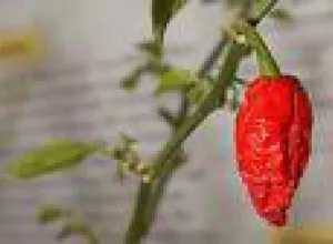 Presentan Salsa de Pimienta para Fantasmas, la más picante del mundo