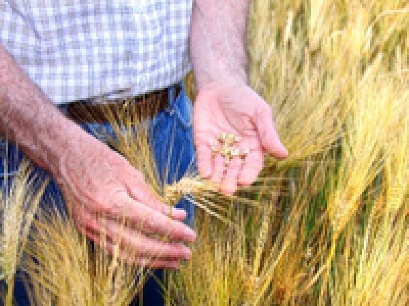 Fondo Monetario Internacional advierte por subida de precio de los alimentos
