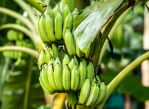 El Plátano Verde Macho: Estrella de la Nueva Gastronomía Iberoamericana