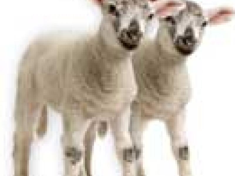Parlamento europeo exige prohibir alimentos procedentes de animales clonados