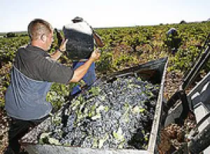 La Mancha finaliza una vendimia con alta calidad pero con descenso de producción