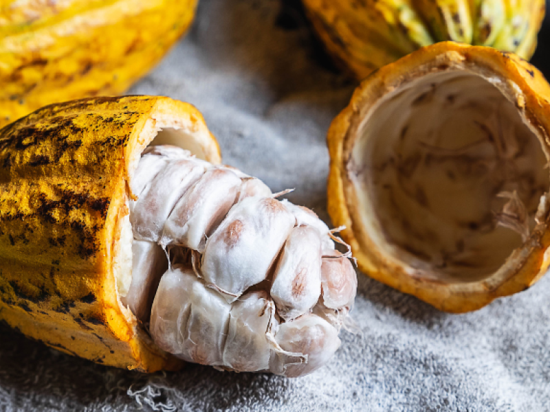 vaina de cacao de Ecuador