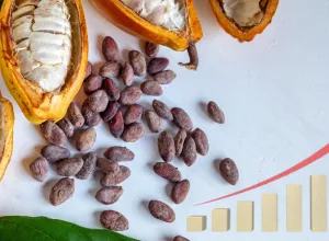 crisis del cacao