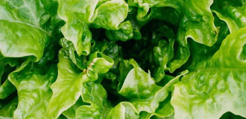 lechuga lechuga