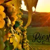 riesling