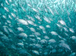 peces
