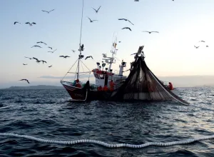 Nuevas directrices para frenar las capturas ilegales de pescado