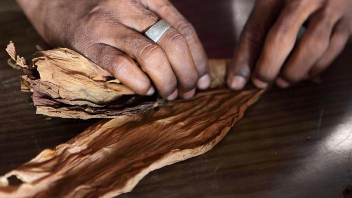 Manos de un torcedor trabajando una hoja de tabaco destinada a la elaboración de un Habano.