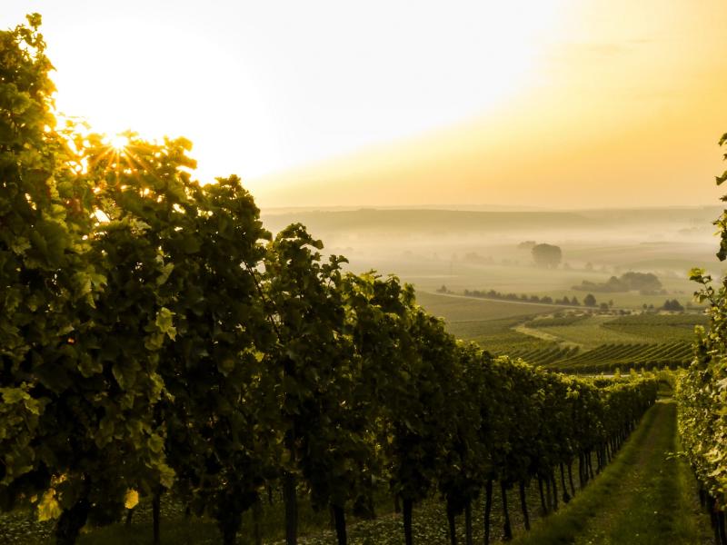 Slow Wine Coalition-viñedo-sostenible