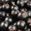 grosella-negra