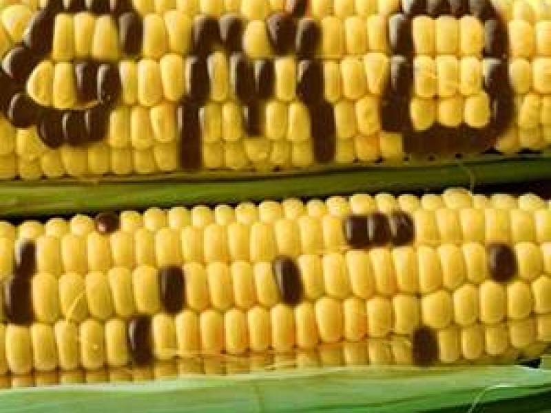  Premios Nobel dicen SI a alimentos GMO's