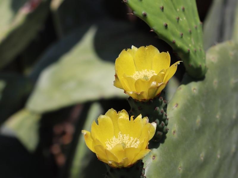 nopal