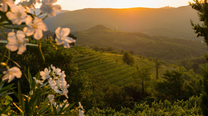 aisaje de viñedos en terrazas al atardecer, rodeados de colinas y vegetación, una imagen que evoca la conexión entre el vino, el territorio y la experiencia que da sentido a cada botella.