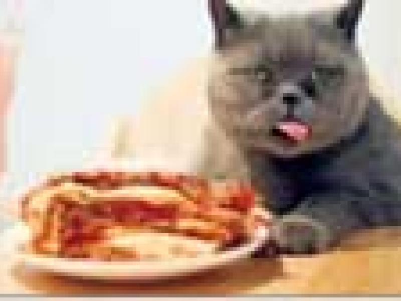 Gato británico solo se alimenta de lasagna y se rehúsa a comer otras cosas