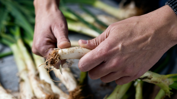 Calçots