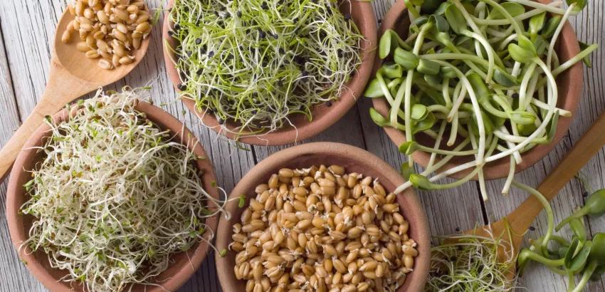 germinados