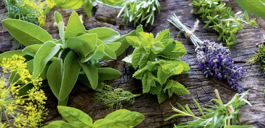 Plantas aromáticas