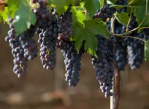 La «Sangre Joven» de la Sangiovese