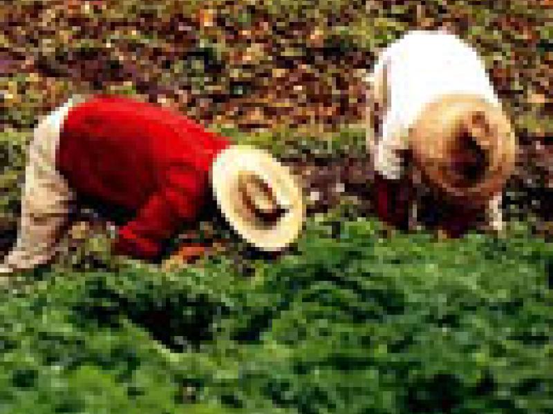 Mundo: Casi un cincuenta por ciento de la producción de alimentos en el planeta se pierde tras las cosechas