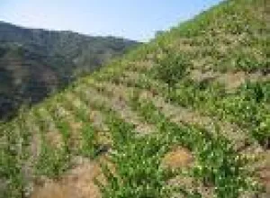 Europa lanza marca para vinos de viñas en ladera