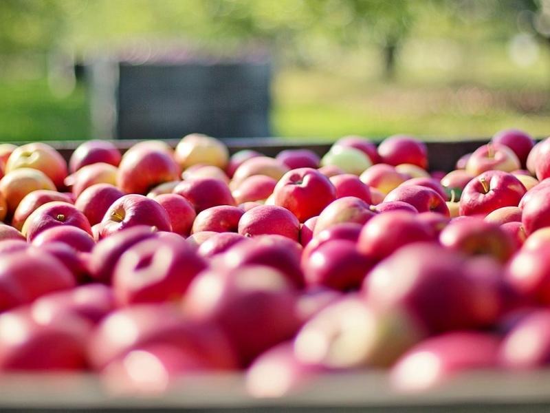 manzana