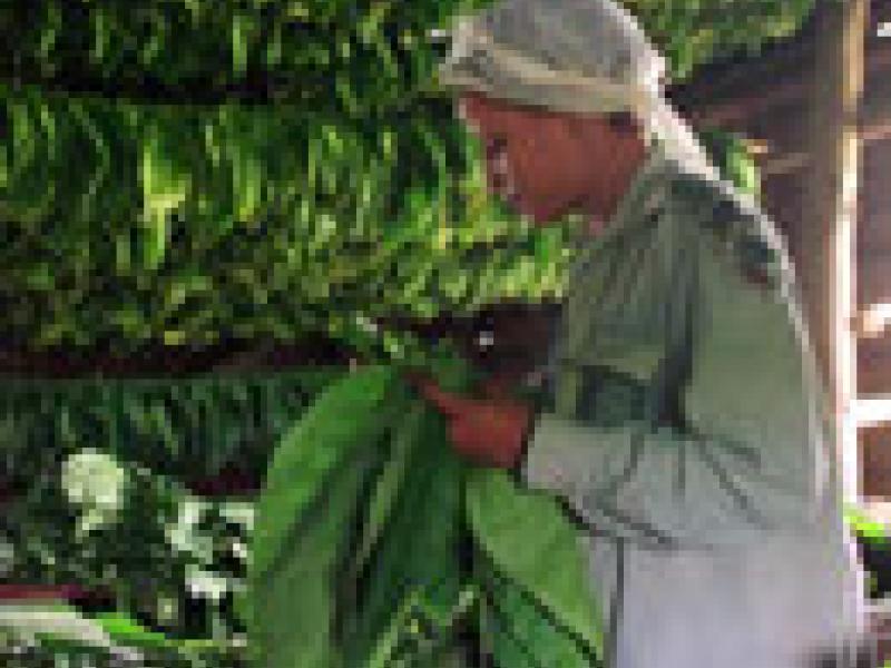 Cuba asegura que cumplirá con sus exportaciones de Habanos
