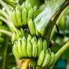 El Plátano Verde Macho: Estrella de la Nueva Gastronomía Iberoamericana