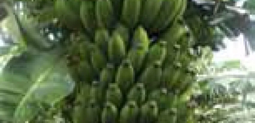 Plátano, el cuarto alimento Plátano, el cuarto alimento