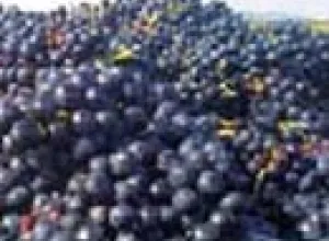 ¿Existen uvas gourmet?