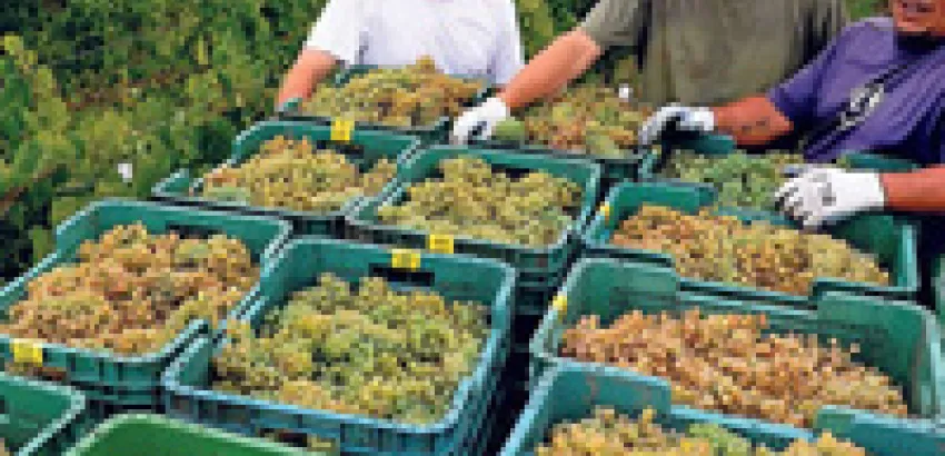 La Denominación de Origen Rías Baixas cierra vendimia con más de 41 millones de kilos de uvas La Denominación de Origen Rías Baixas cierra vendimia con más de 41 millones de kilos de uvas