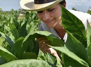 De Habanos, cosechas y sueños