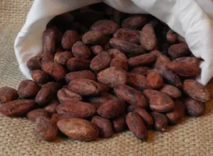 La impronta del cacao en la diversidad cultural de Baracoa
