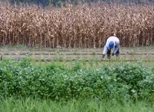 Los precios de los alimentos han subido un noventa por ciento desde el 2005
