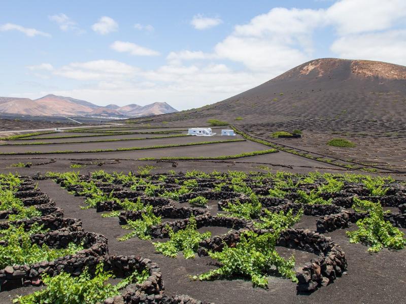vinos volcánicos-lanzarote