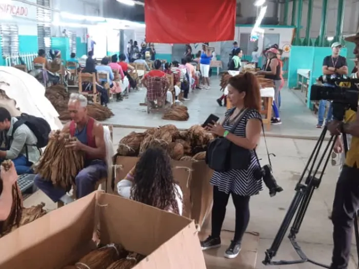 Festival del Habano