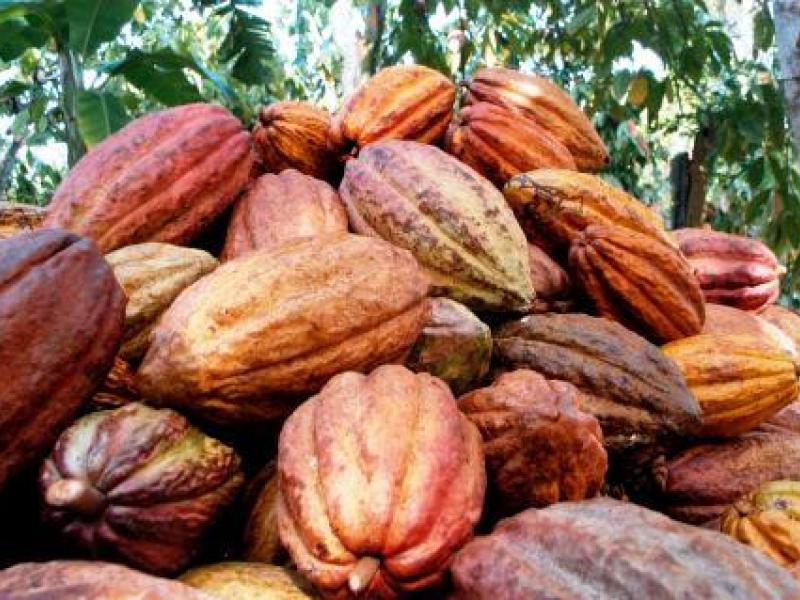 Las Fincas Modelo, una experiencia positiva