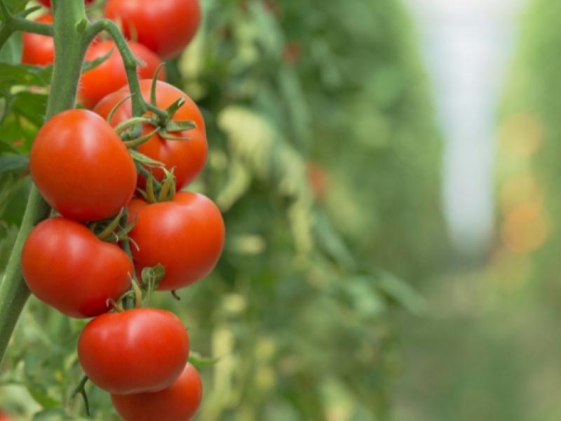 tomate-corea