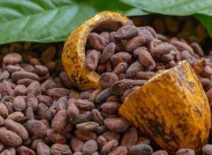 cacao