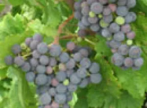 A quince años del redescubrimiento de la carmenère