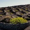 vinos-islas-canarias