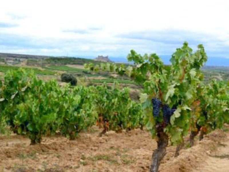 La Bodega Carlos Moro celebra su primera vendimia en La Rioja