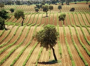 Las Rutas del Vino de España se adhieren como embajadoras a Movimiento Vino D.O