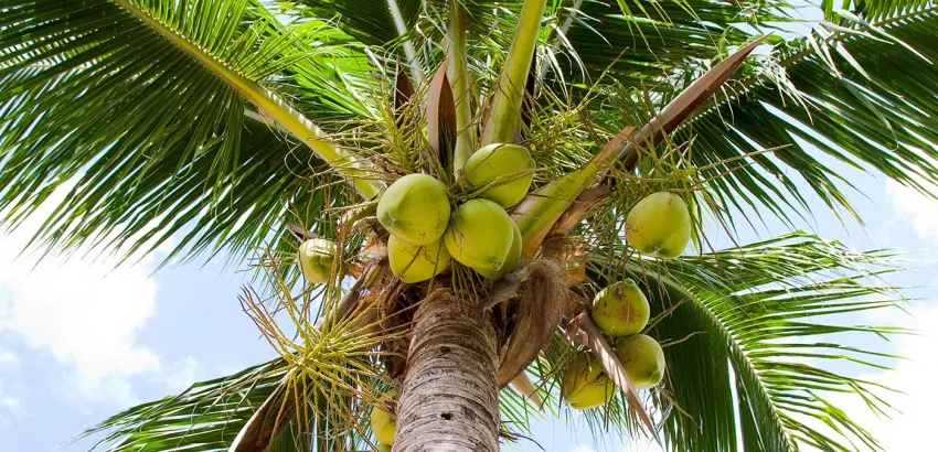 Aromas-produccion-de-coco-baracoa-Cuba