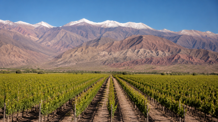 Viñedo de altura en los Valles Calchaquíes, en el norte de Argentina, con las montañas de los Andes al fondo y viñas cultivadas en condiciones extremas a gran altitud.