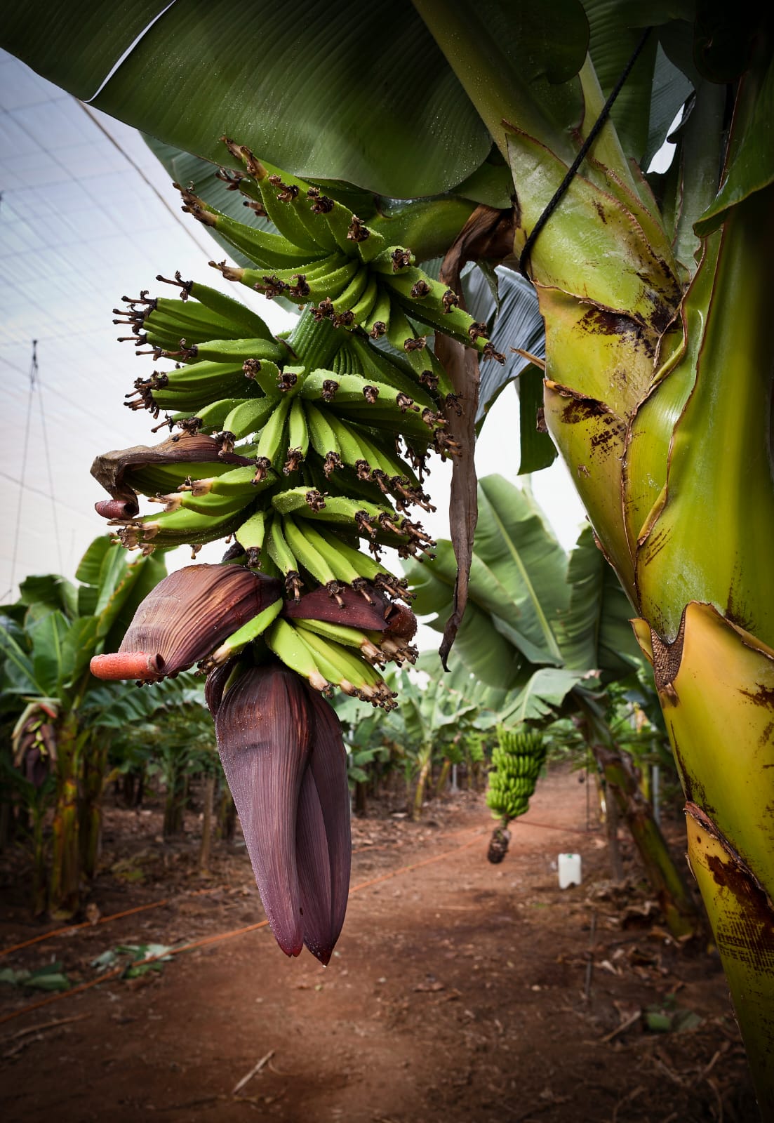 Finca La Calabacero