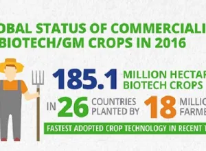 Informe sobre el crecimiento de los cultivos transgénicos en el mundo 2016